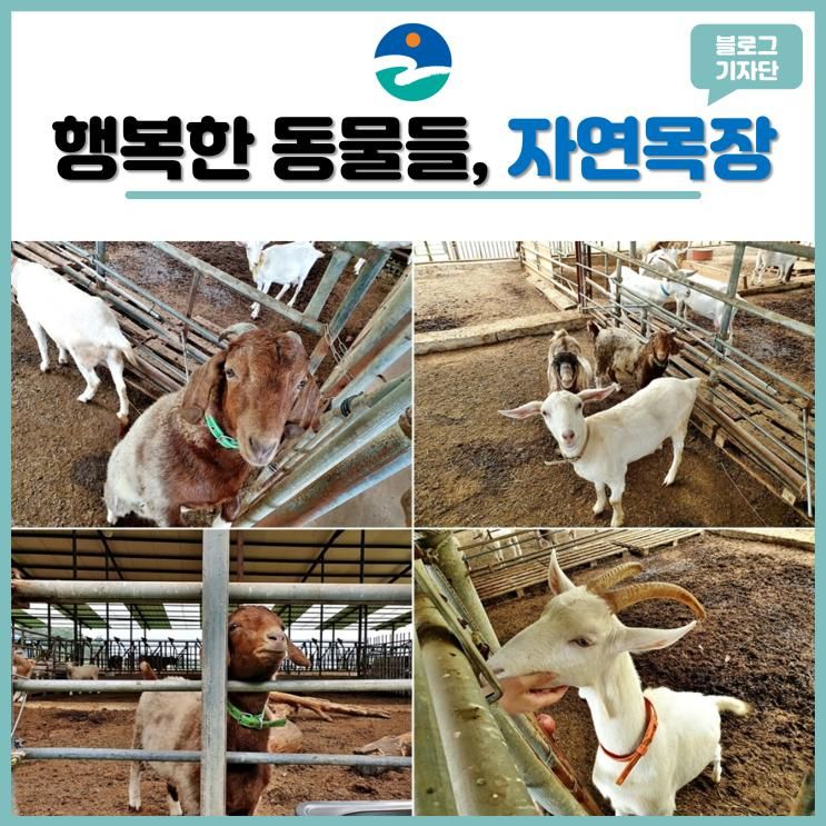 [기자단] 음성 자연목장  행복한 동물들이 살아가는 자연주의 목장