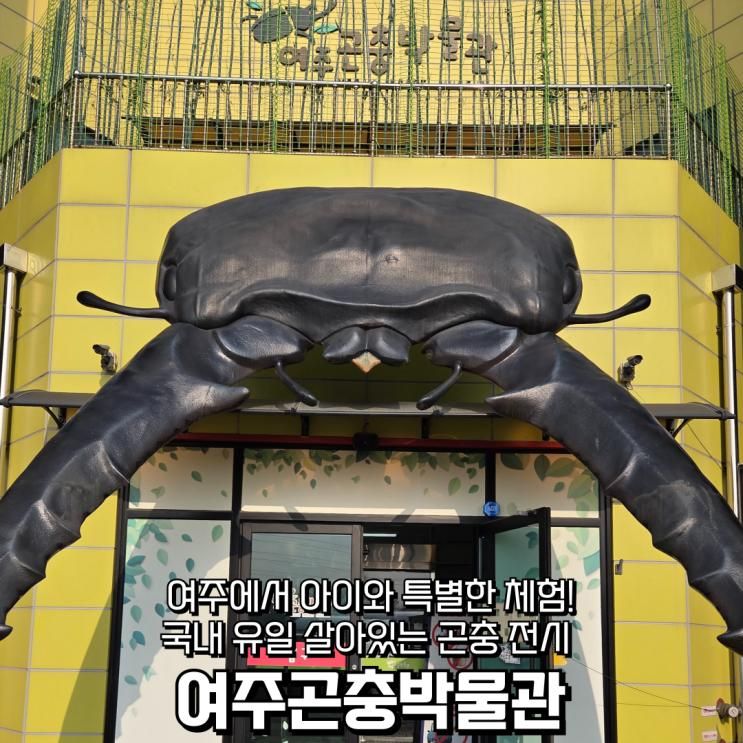여주 곤충박물관에서 아이와 특별한 체험! 국내 유일 살아있는 곤충 전시