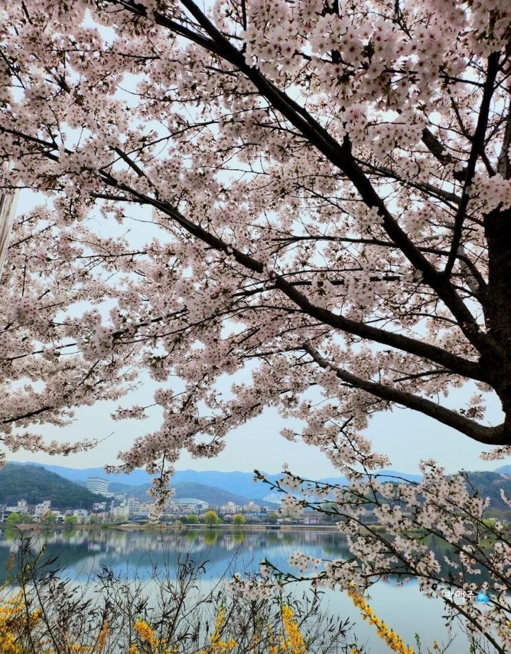 [천안] 단대 호수공원 천호지 벚꽃구경