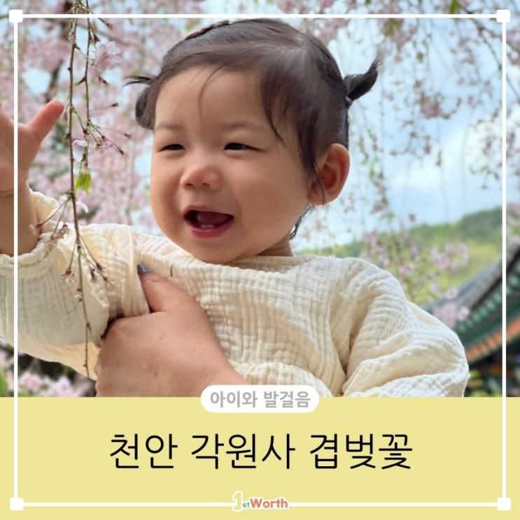 천안 겹벚꽃 명소 태조산 각원사 아기와 함께 (주차장, 유모차)