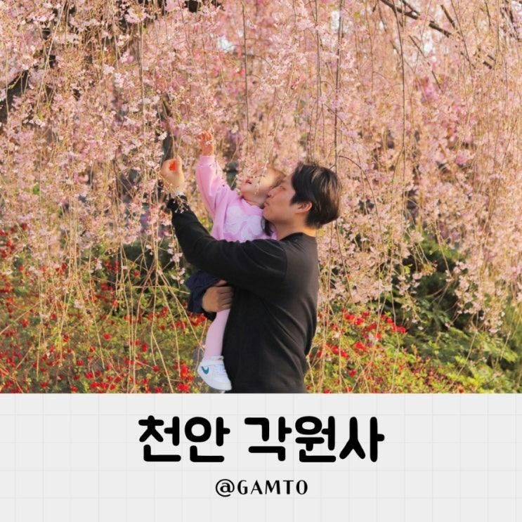 천안 각원사 절 겹벚꽃 수양벚꽃 아이랑 주말 나들이 25.4.20 기준 만개