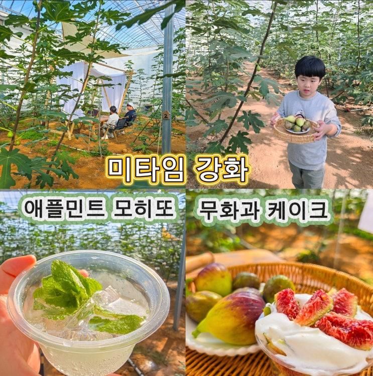 강화도 실내 가볼만한곳 미타임강화 무화과 체험농장