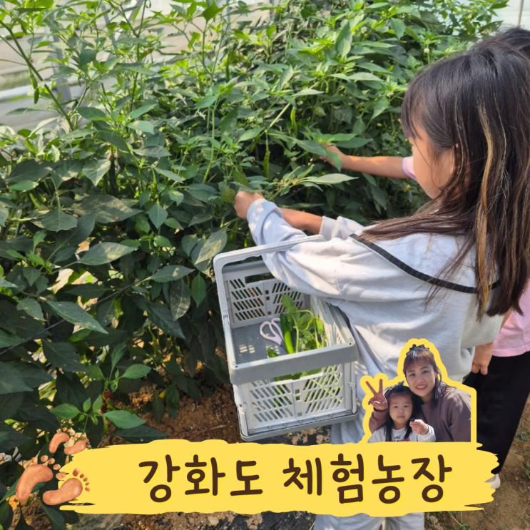 강화도가볼만한곳 미타임강화 다양한 체험농장 후기