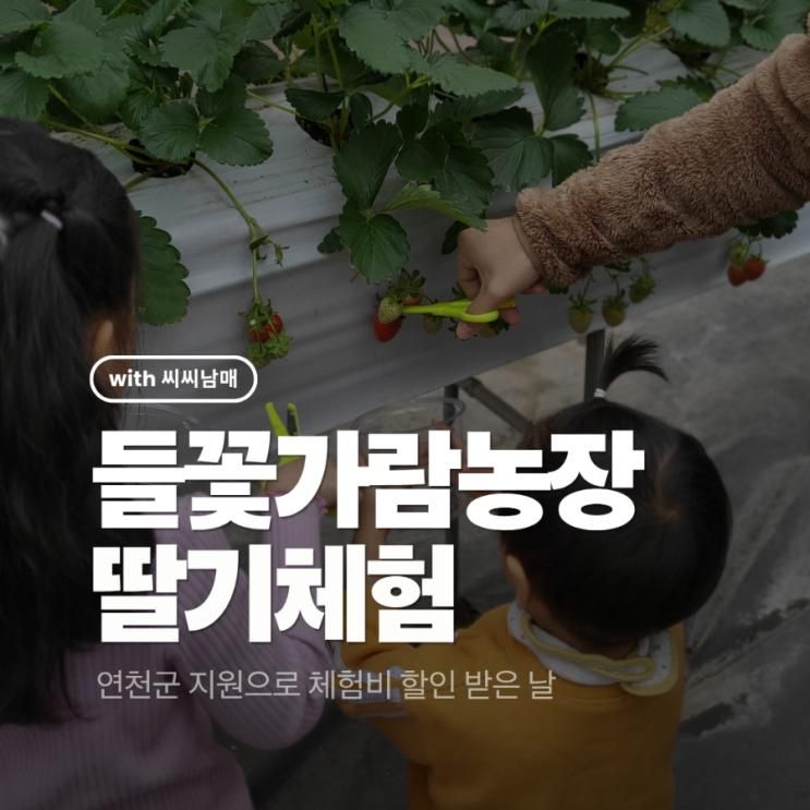 연천 들꽃가람농장 딸기따기 체험 후기｜단 하루 반값 이벤트 놓칠 수 없었지!