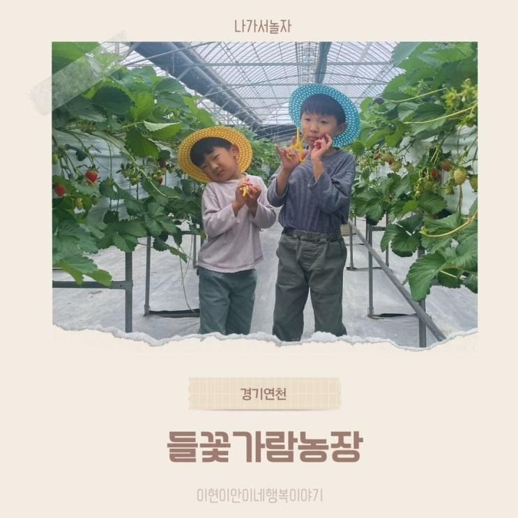 연천 딸기 과일따기체험 만들기체험 키즈존농장, 들꽃가람농장