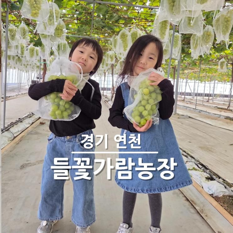연천 들꽃가람농장 아이랑 실내 귤따기 포도따기 체험 가격