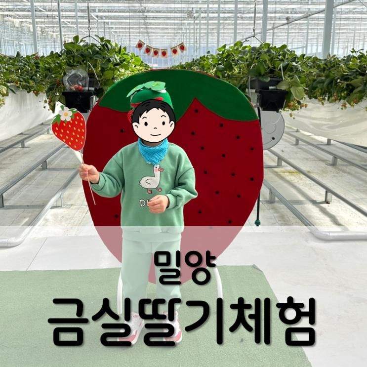 밀양 금실딸기체험 (팜파레 x 베리진심) / 밀양, 부산근교 아이와 가볼만한 곳