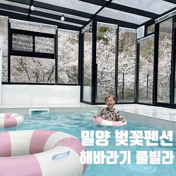 밀양 벚꽃 펜션 수영장이 화사한 해바라기 풀빌라
