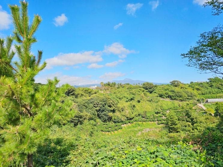 예래생태공원 대왕수천 제주 올레길 8코스 사계절