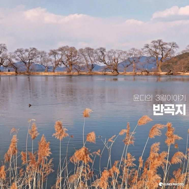 경산 반곡지 복사꽃 축제 대구근교 아이랑 가볼만한곳