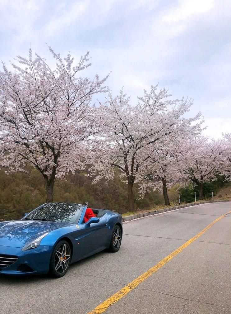 용인 처인구 꽃길 야간 드라이브 코스 (이동읍 서리,천리카페모음)