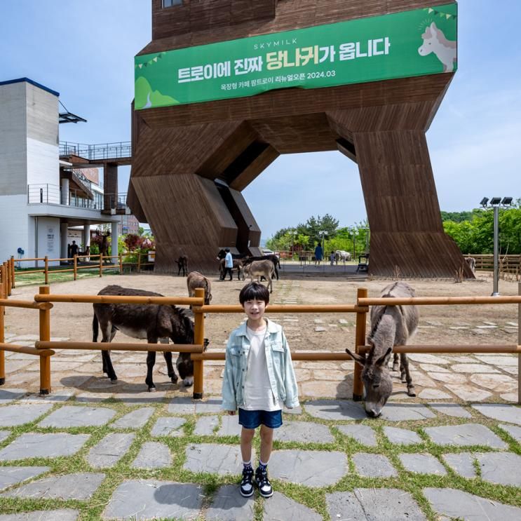 여주 카페 트로이 아이와 가볼만한곳 당나귀 체험 추천