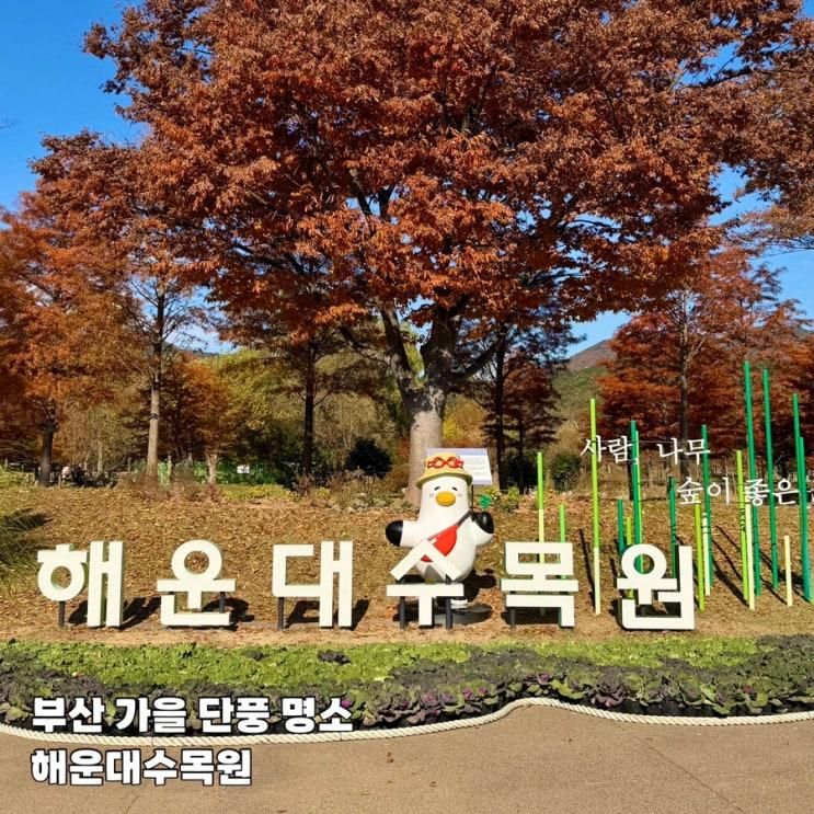 부산 가을 단풍 명소 해운대수목원 입장료 주차 무료 아이랑 가볼만한곳 양 구경
