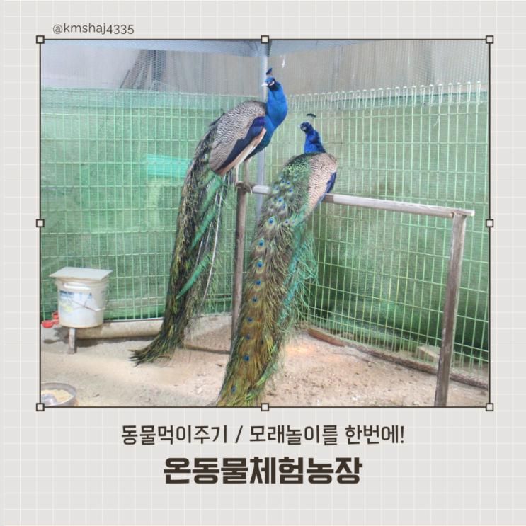 인천 아기랑 나들이 추천 시흥 온동물체험농장 후기