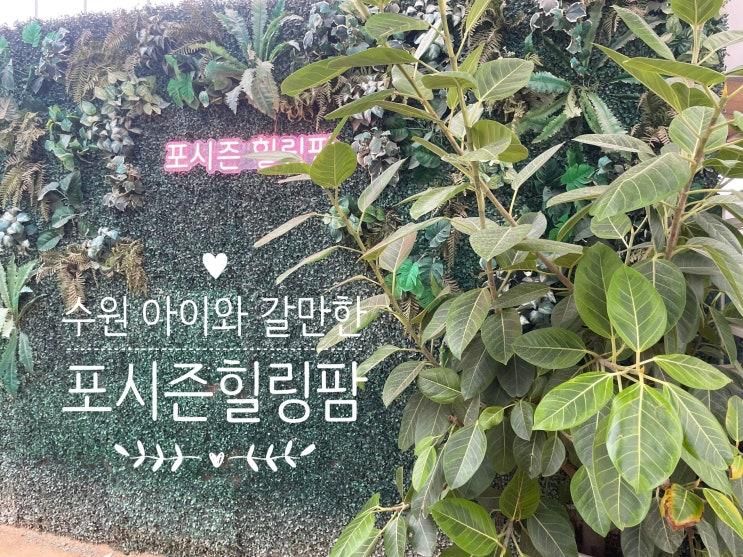 [서울근교/수원] 비와도 OK! 사계절 실내농장 '수원 포시즌힐링팜♥' 기니피그 앵무새먹이체험/감자캐기/화분심기/농장체험🥕