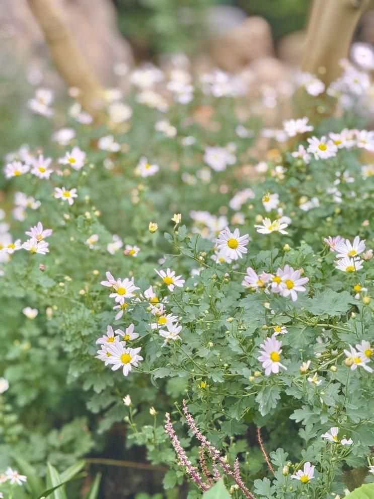 🌼 화성 우리꽃식물원 가족 나들이 / 아이와 걸어도 좋았던 곳