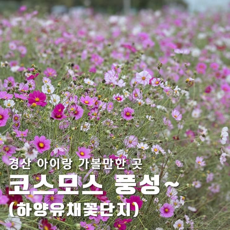 경산 아이와 가볼만한 곳 코스모스가 무성한 하양 유원지 대부잠수교