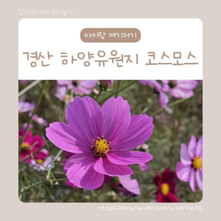 대구 근교 아이랑 가볼만한 곳, 경산 하양유원지 (하양경관농업단지) 대부잠수교 코스모스 명소