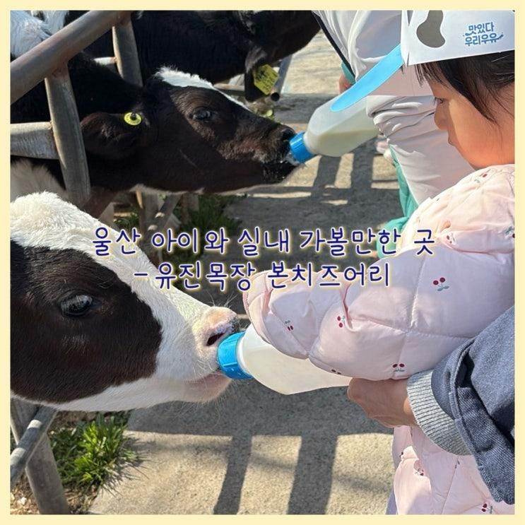 유진목장 본치즈어리, 울산 부산근교 아이와 겨울방학 실내 체험 놀거리, 피자 만들기 만족 후기