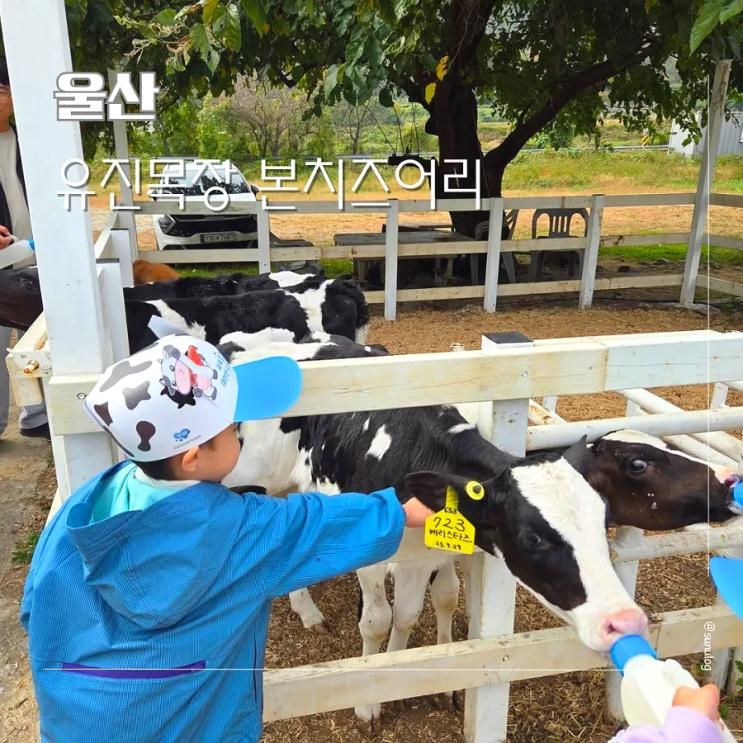 울산 어린이 체험 유진목장 피자만들기 아이랑 가볼만한곳