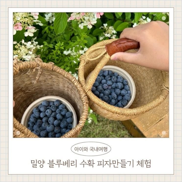경남 밀양 아이와 블루베리 수확 피자만들기체험 열매가푸른날