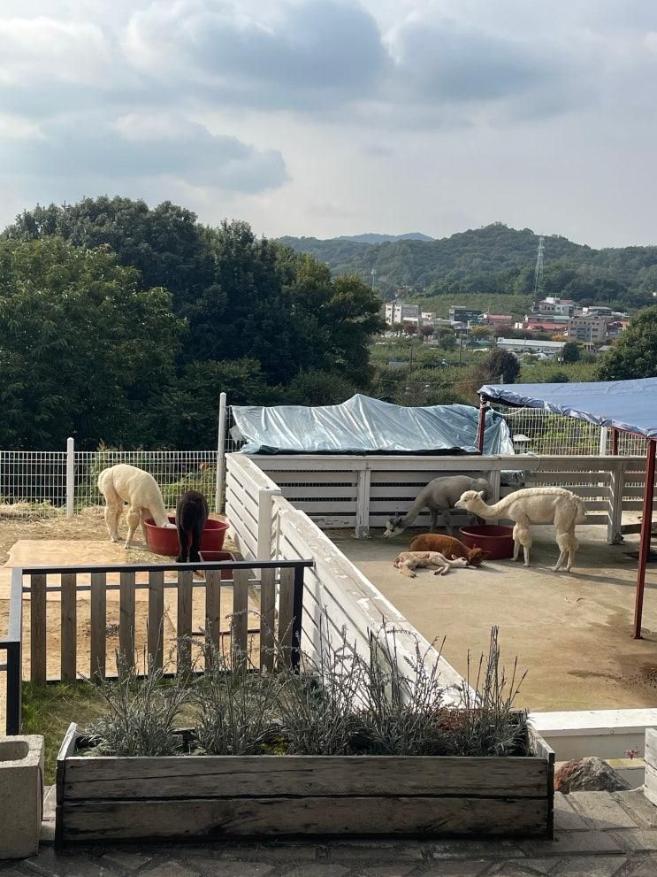 서울 근교 아기랑 나들이ㅣ구리 알파카 카페 파차
