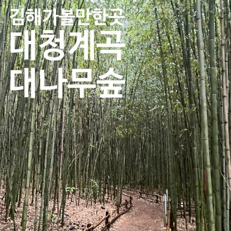 김해 | 김해 장유 가볼 만한 곳 '대청계곡 대나무 숲' 추천