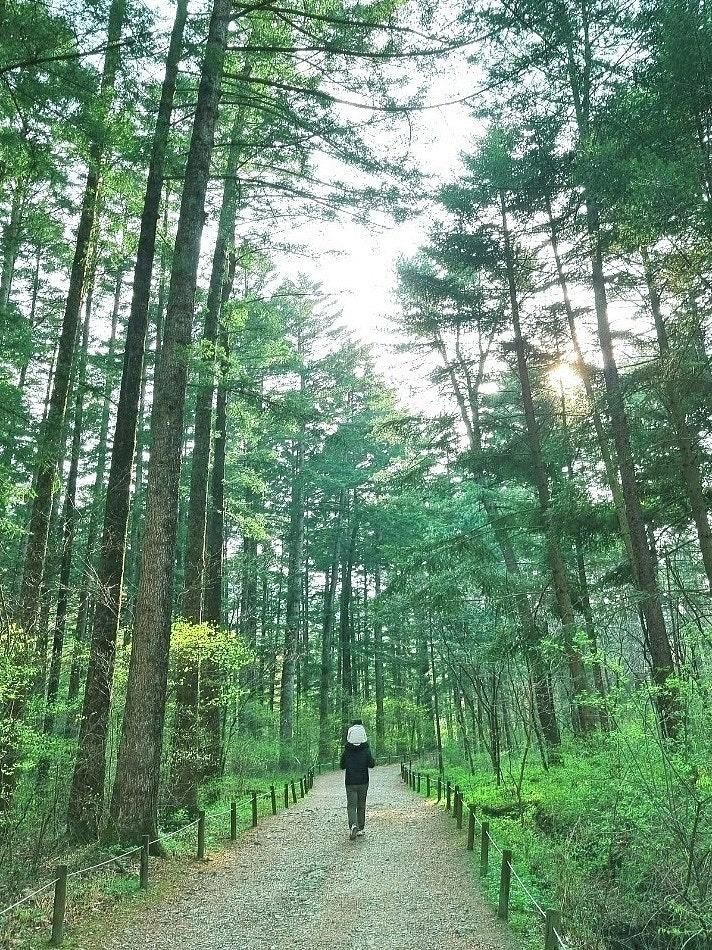 [경기 포천] 국립수목원 광릉수목원 서울 근교에서 숲 나들이- 주차 예약 방법