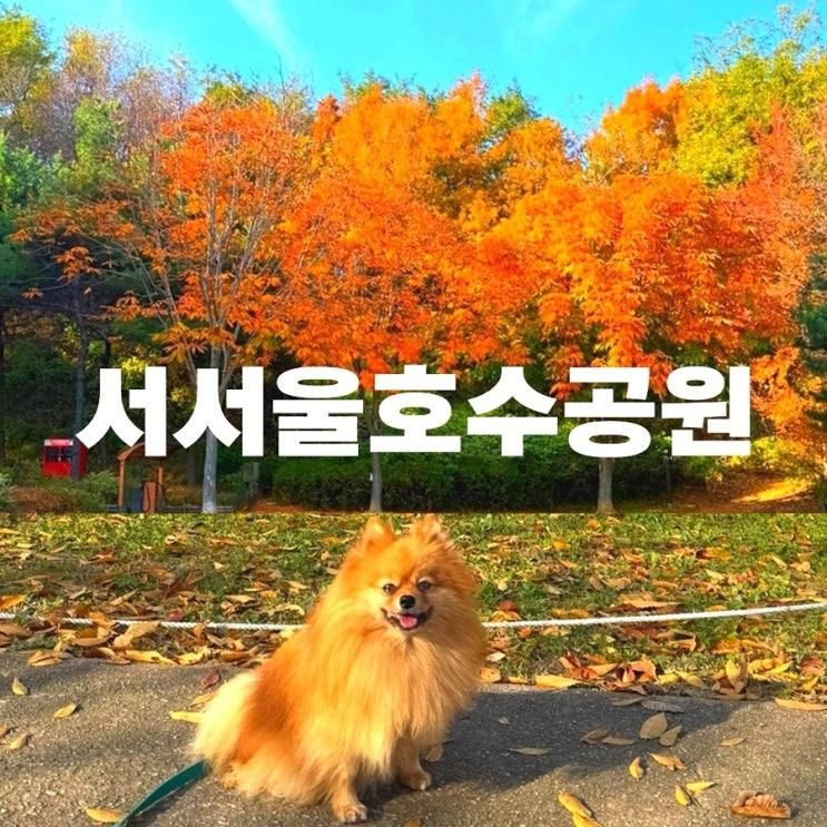 서울단풍명소 애견동반가을여행지 서울애견동반가볼만한곳 서서울호수공원 단풍 실시간