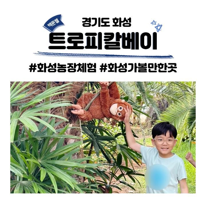 경기도 화성 농장체험 트로피칼베이 파인애플 수확체험 동물먹이주기