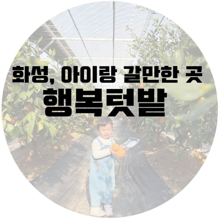 화성 귤, 딸기 따기 체험 행복텃밭 : 먹으면서 따기 가능