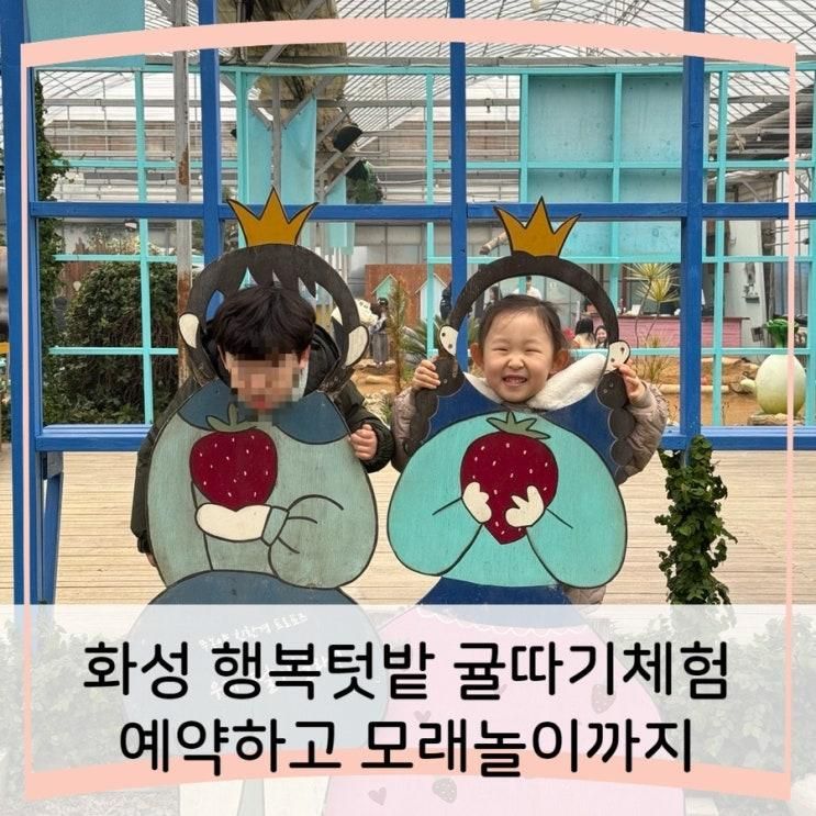 화성 행복텃밭 귤 따기 체험 예약하고 모래놀이까지