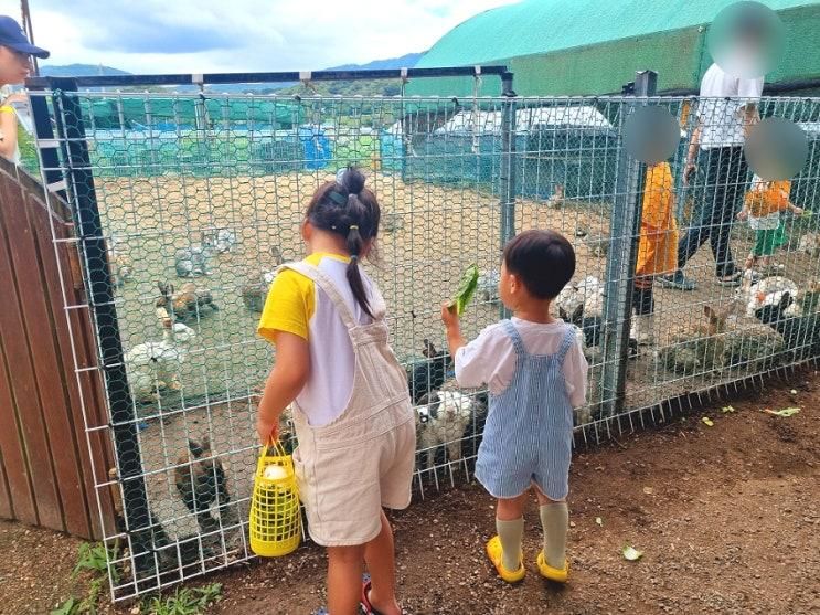 대구근교 주말 아이랑 가볼만한 곳 '칠곡 하루체험농장'