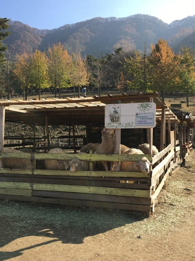 춘천 해피 초원 목장 🐑🥕 | 아기와 갈만한 곳 추천 | 춘천 아기랑 갈만한 곳 | 아기랑 강원도