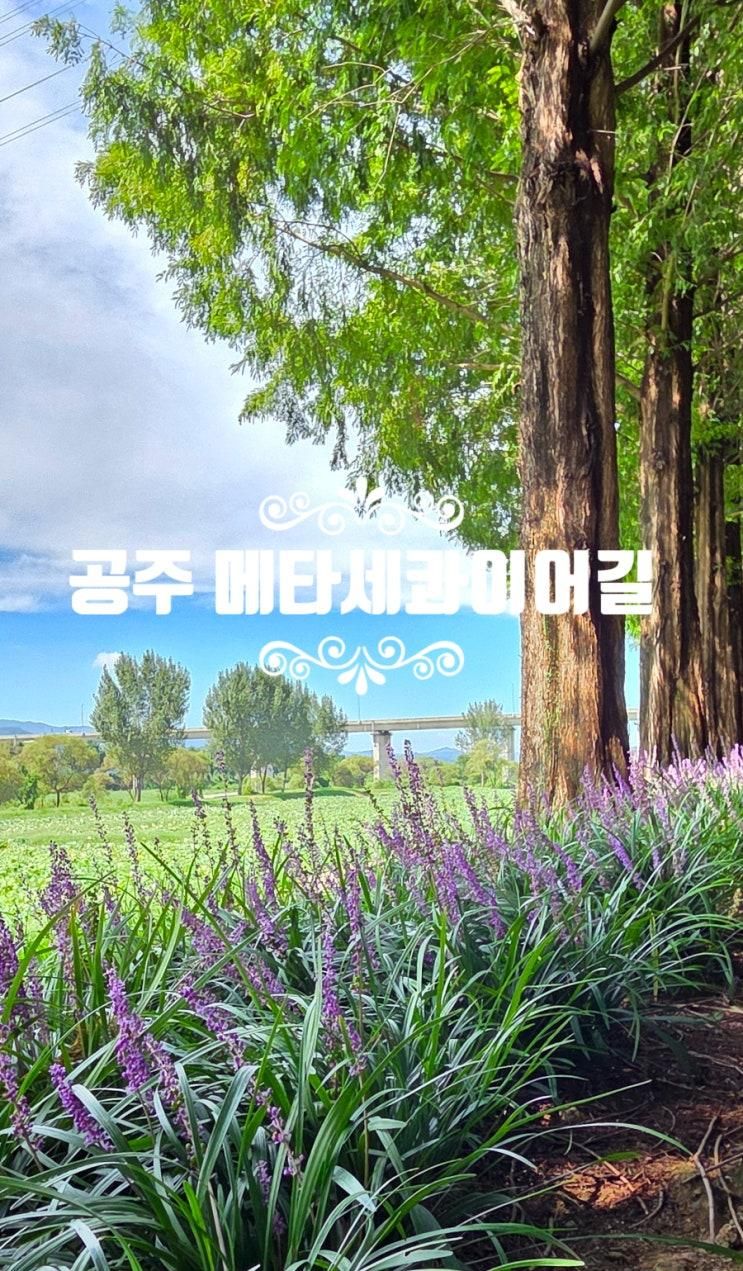 충남 공주 여행 가볼만한곳 메타세콰이어길 맥문동 주차와 근처 식당 맛집 카페