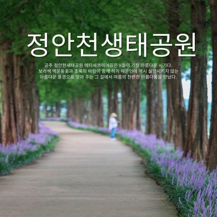8월여행지 추천! 공주 메타세콰이어길 맥문동 & 연꽃 공주 정안천생태공원 인생샷 명소