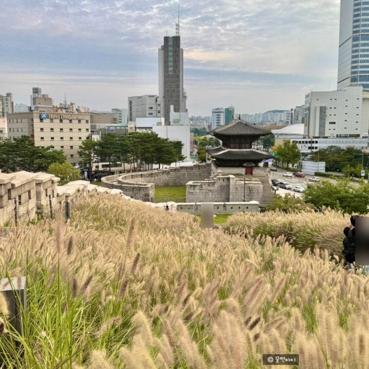 흥인지문공원 동대문 성곽공원 서울 가을명소 억새 수크렁 주차 근처 놀거리 코스