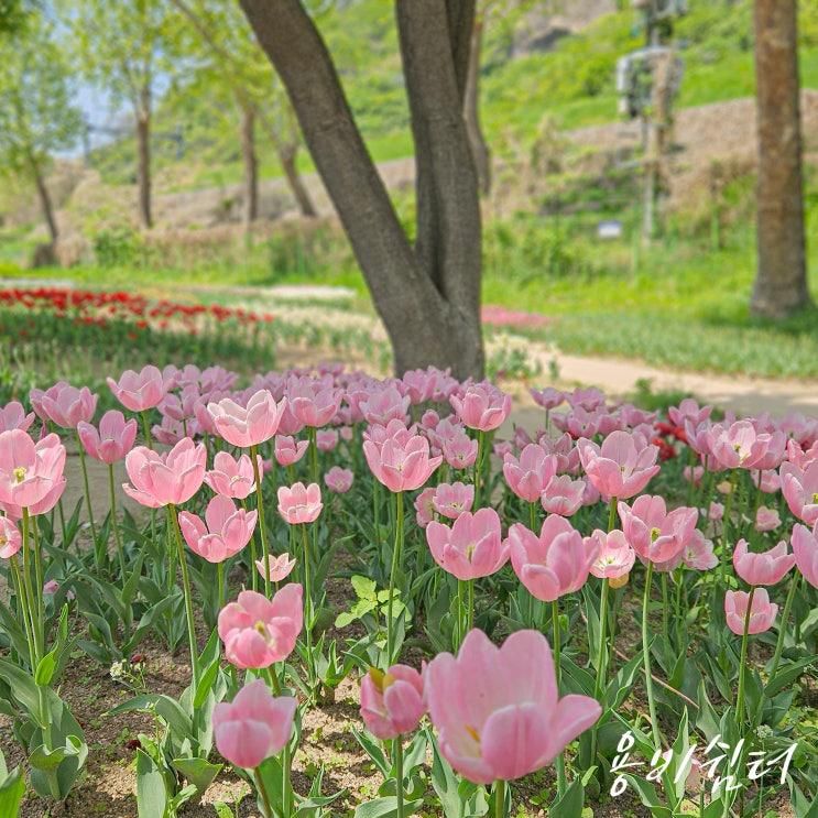 서울 튤립 명소 용비쉼터 지하철이 지나가요