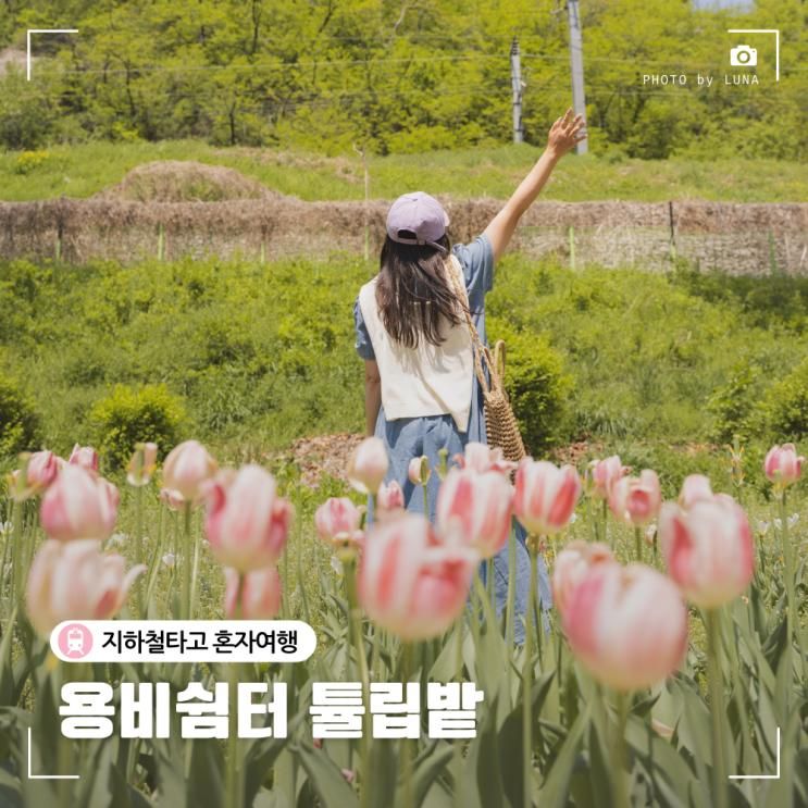 서울 튤립 명소 응봉역 용비쉼터 중랑천 가볼만한 곳