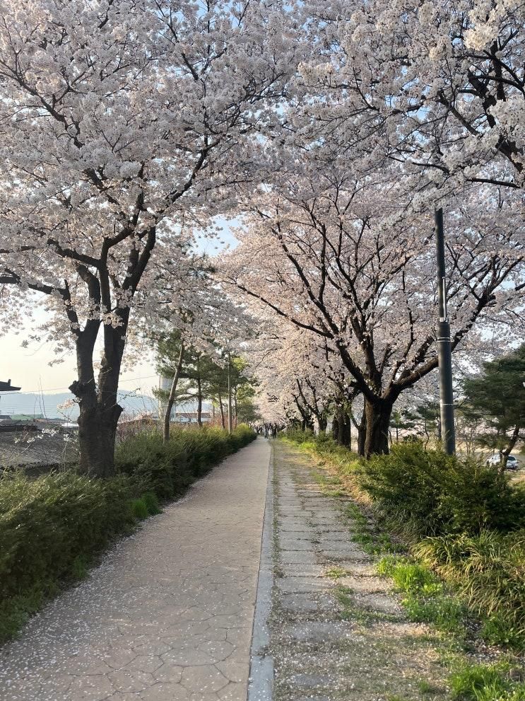 [문경여행] 감성카페 산양정행소, 근처 산책하기 좋은 금천 벚꽃거리, 주암정