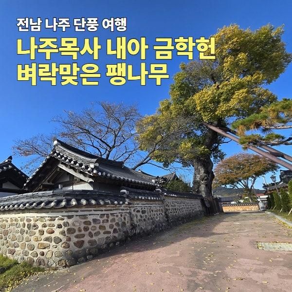 전남 나주 단풍 여행, 나주목사 내아 금학헌 벼락맞은 팽나무