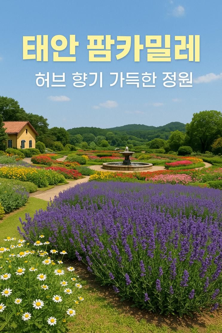 태안 여행 필수코스 팜카밀레｜라벤더·캐머마일 정원 산책로 추천