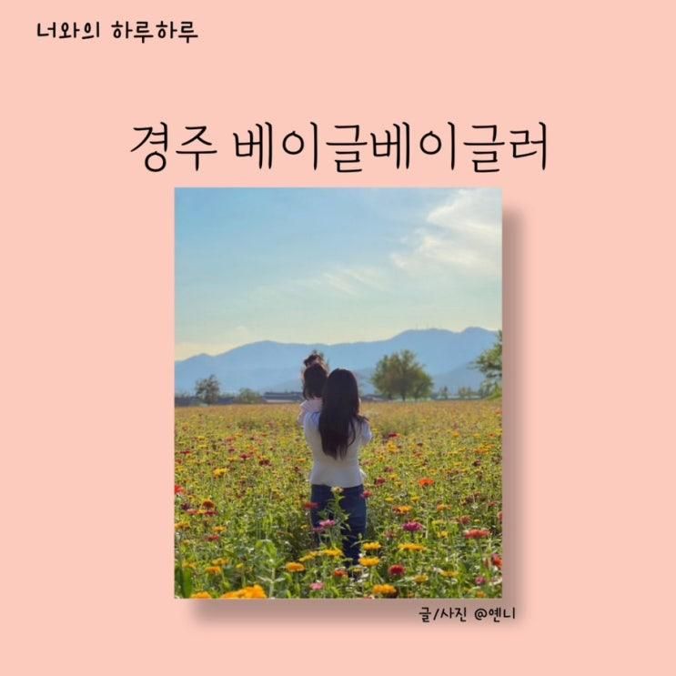 (추억 소환) 아이와 경주 베이글베이글러 백일홍 꽃밭