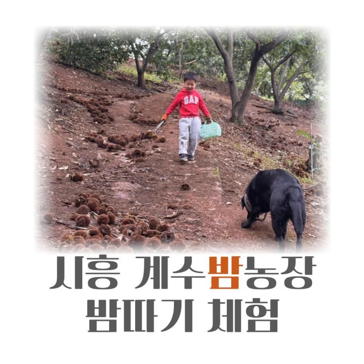 아이와 대형견과 함께 계수밤농장 밤따기체험 고구마캐기 가격 주차 꿀팁