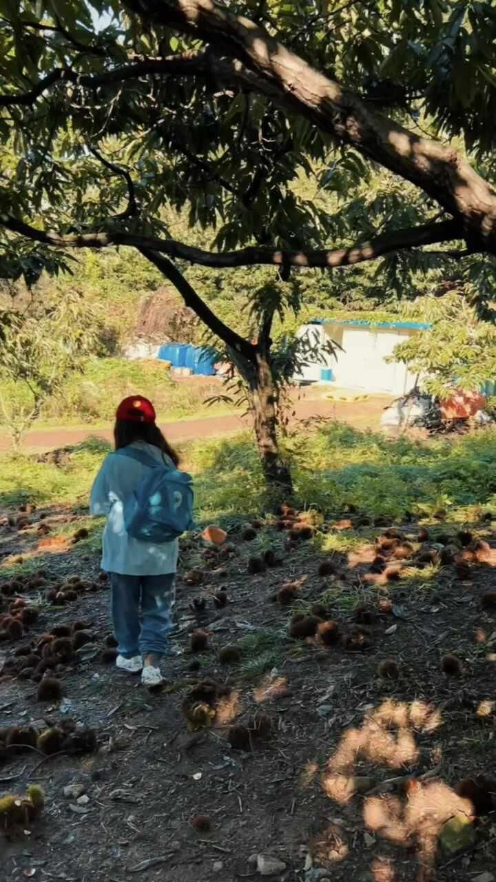 [체험] 🌰시흥 계수밤 농장 방문 후기
