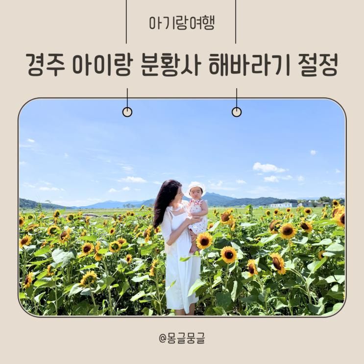 경주 아이랑 가볼 만한 곳 분황사 해바라기 절정
