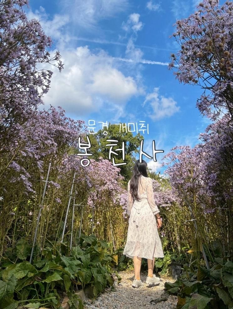 문경 개미취 봉천사 꽃구경 팁 문희농원과 비교하자면