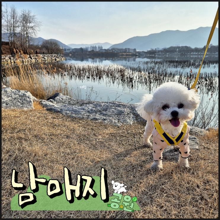 경산 산책로 대구 근교 나들이 강아지 산책 하기 좋은 남매지 공원