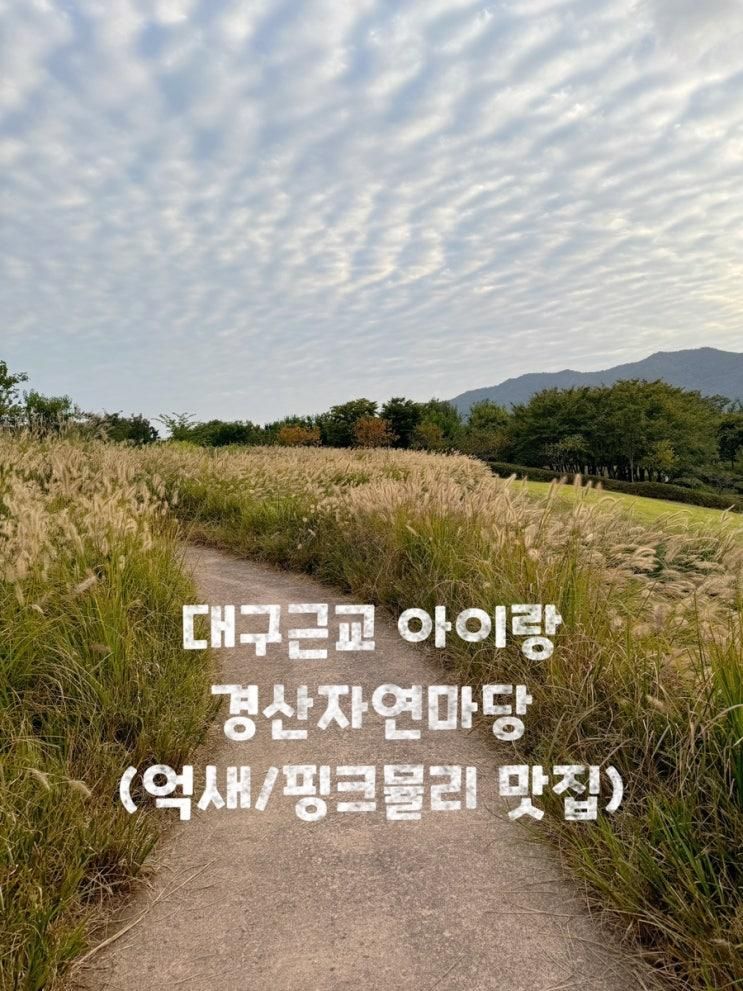 아이랑_일상/ 억새와 핑크뮬리가 한창인 경산자연마당/ 대구 근교 아이랑 가 볼만한 곳