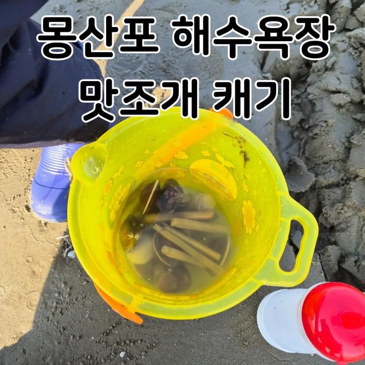 몽산포해수욕장 맛조개 캐기 물때보는법